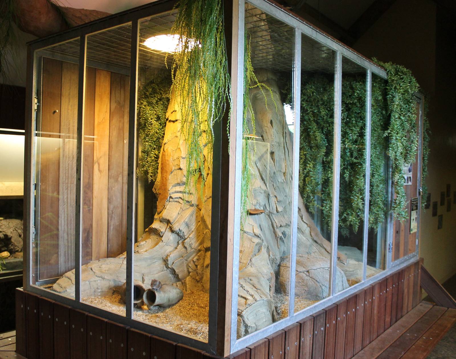 Enclosure Round-eared elephant-shrew