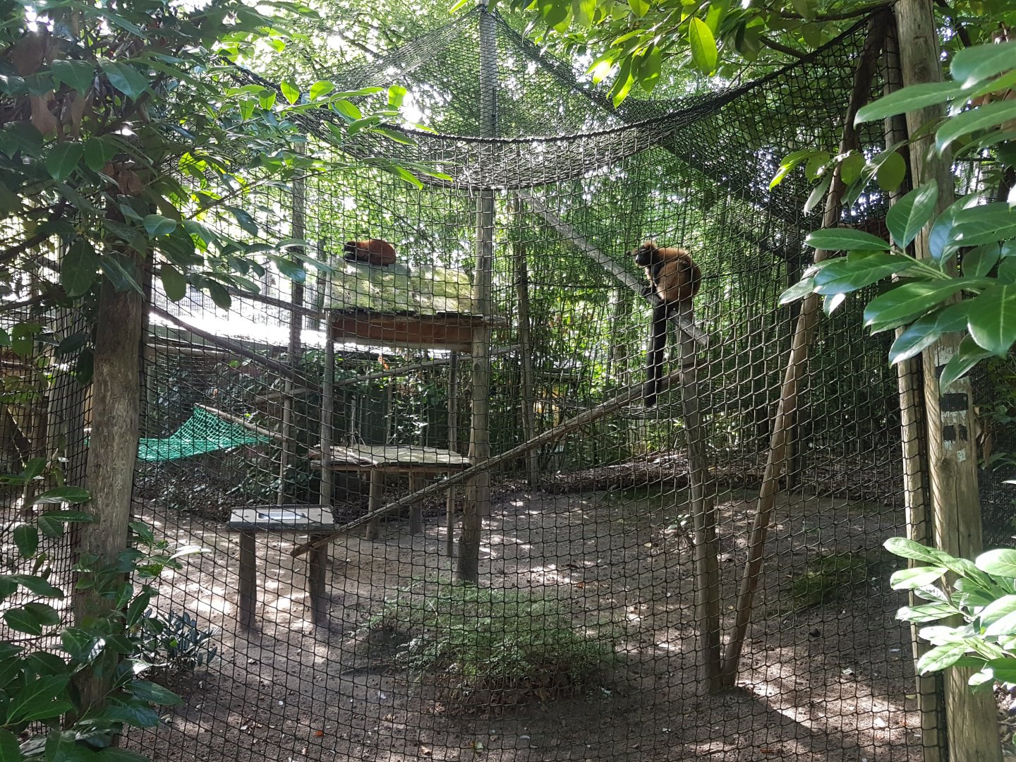 Enclosure Ruffed lemur