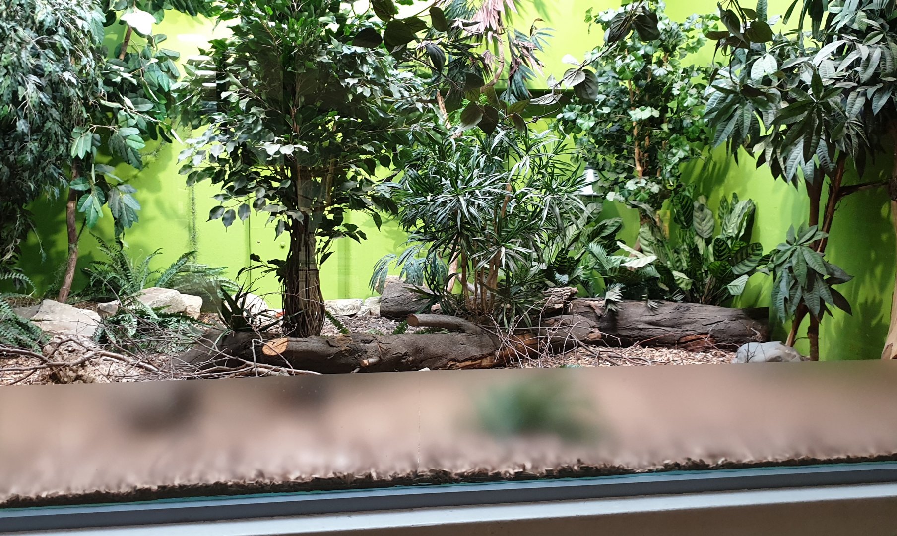 Enclosure Rufous and black sengi in the Ape-house