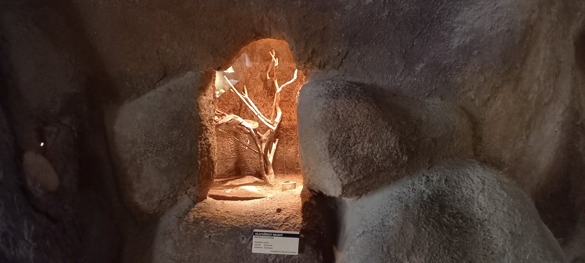 Enclosure Rufous egg-eating snake