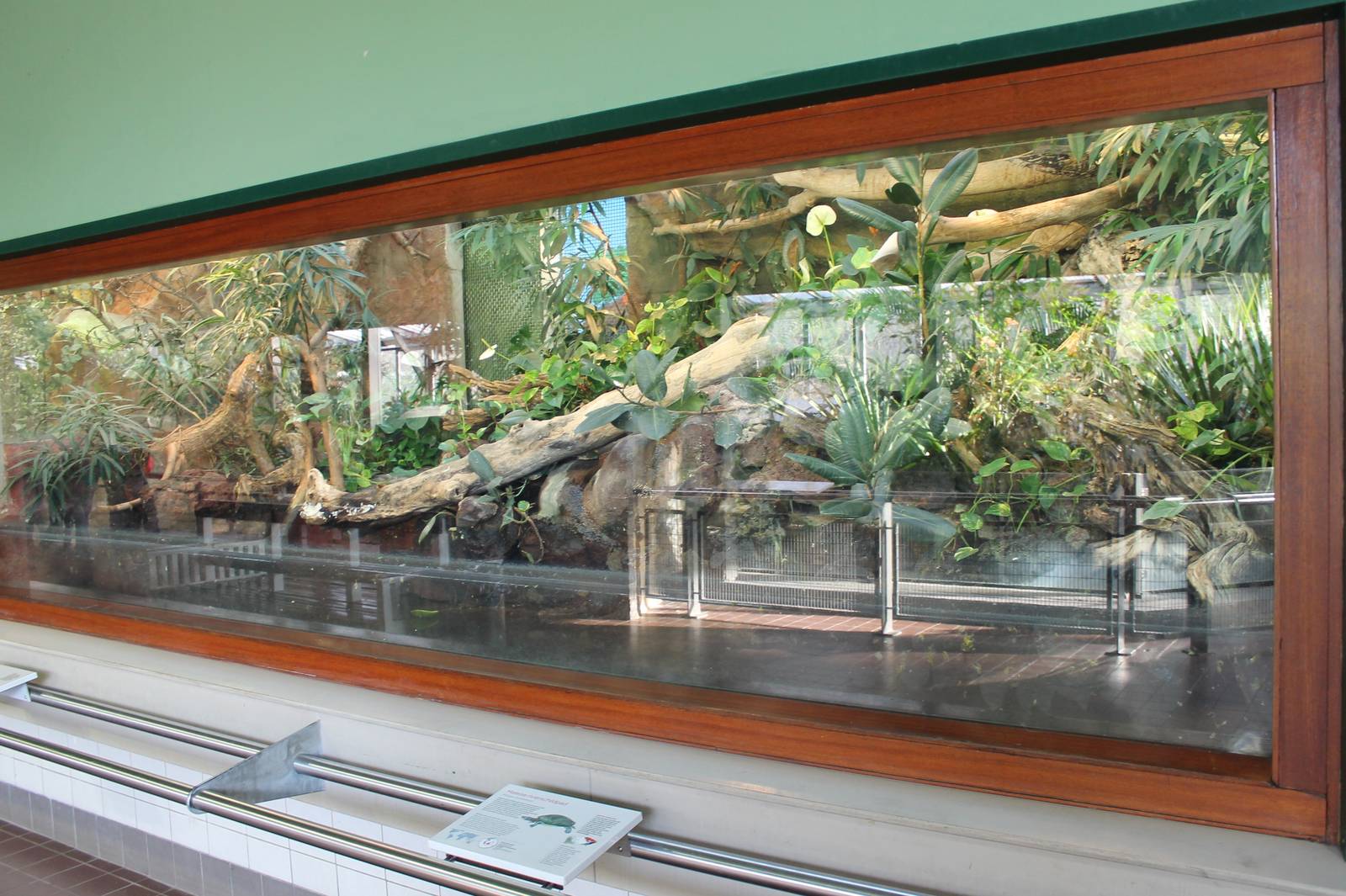 Enclosure Sail-finned lizard and Painted terrapin