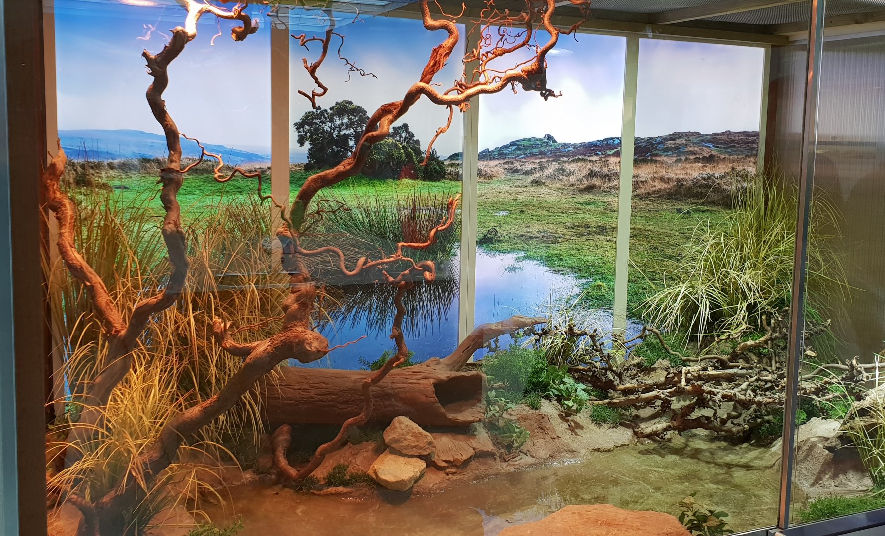 Enclosure San Francisco gartersnake