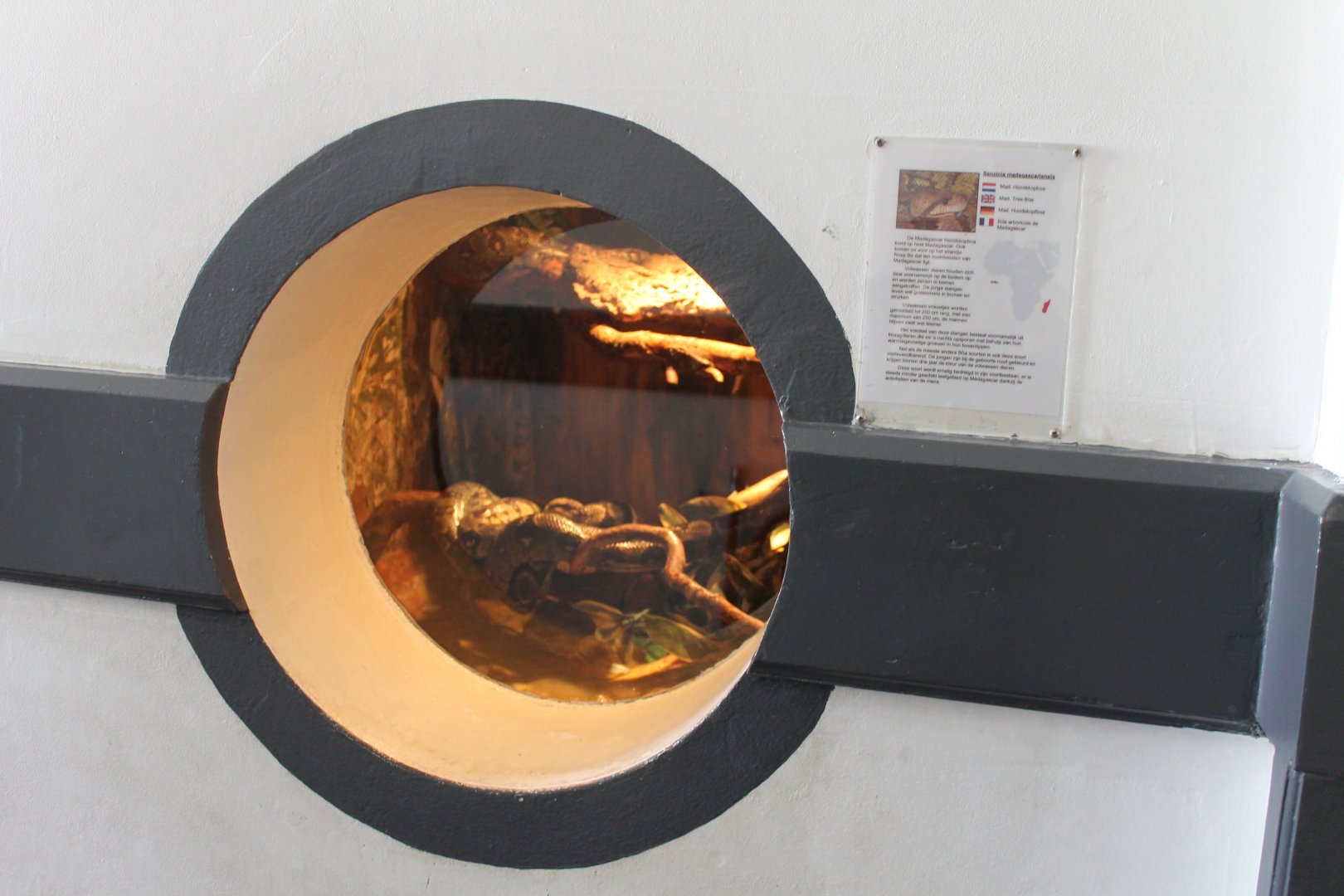 Enclosure Sanzinia madagascariensis