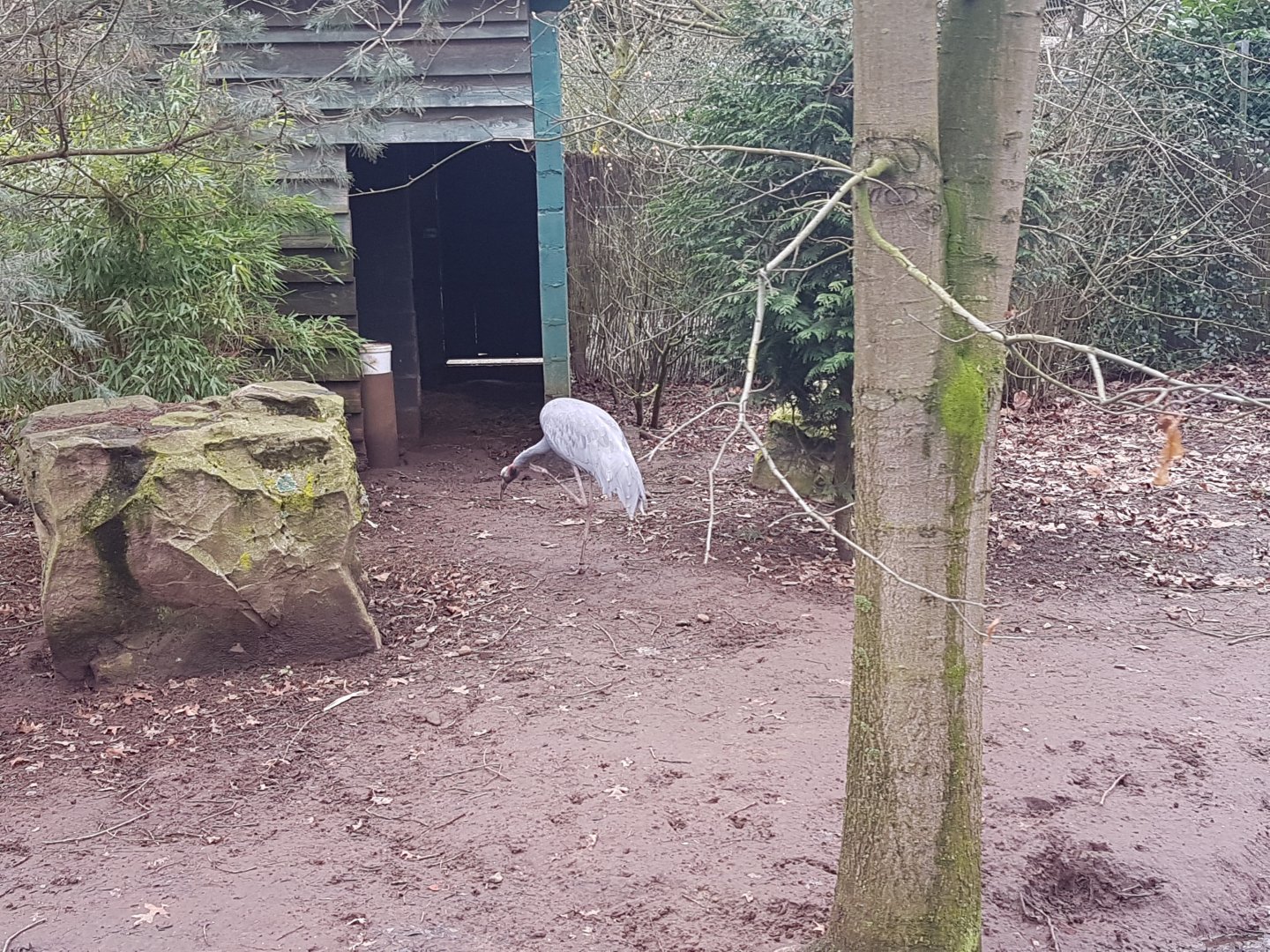 Enclosure Sarus crane