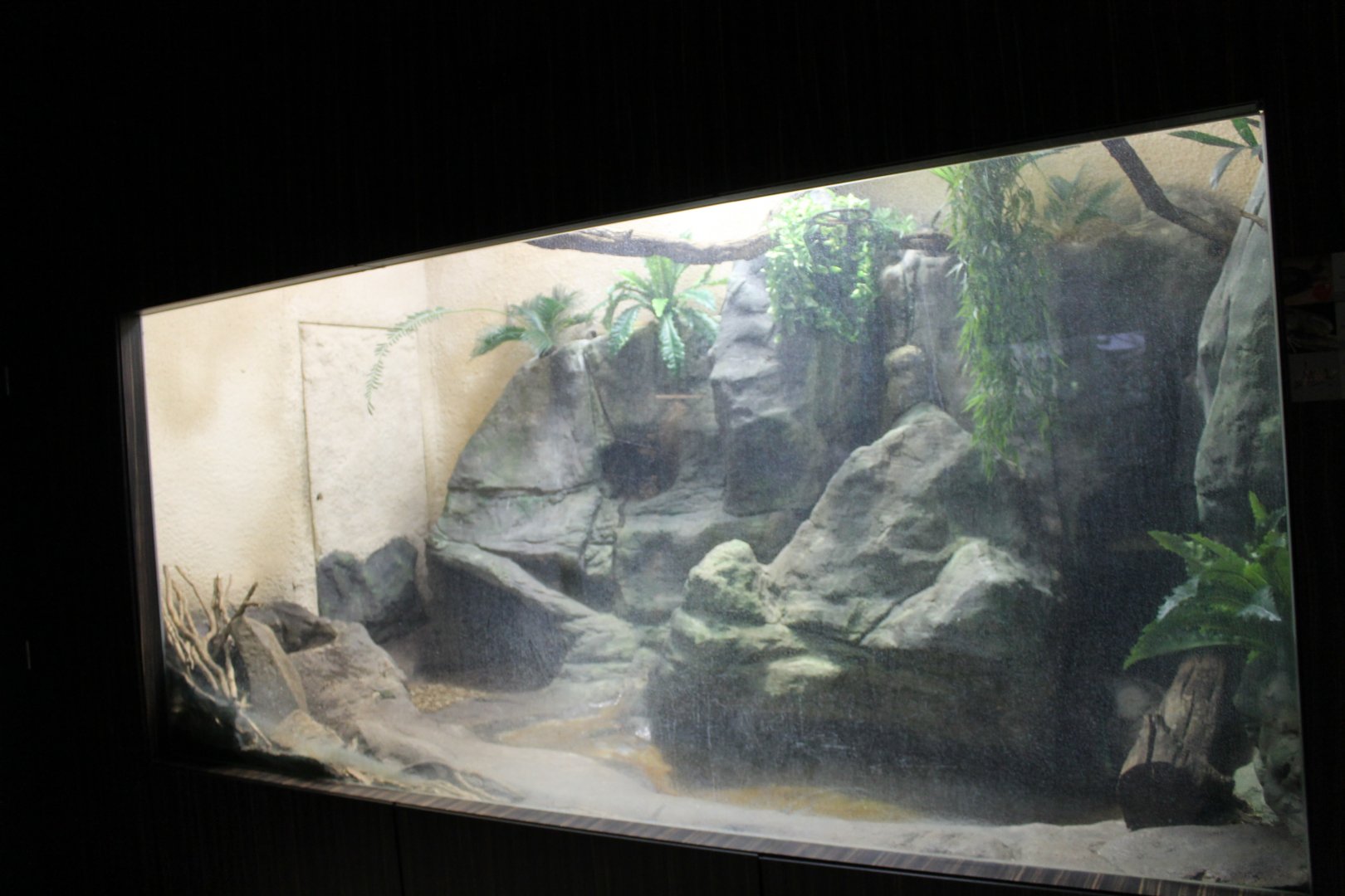 Enclosure Sceloporus malachiticus