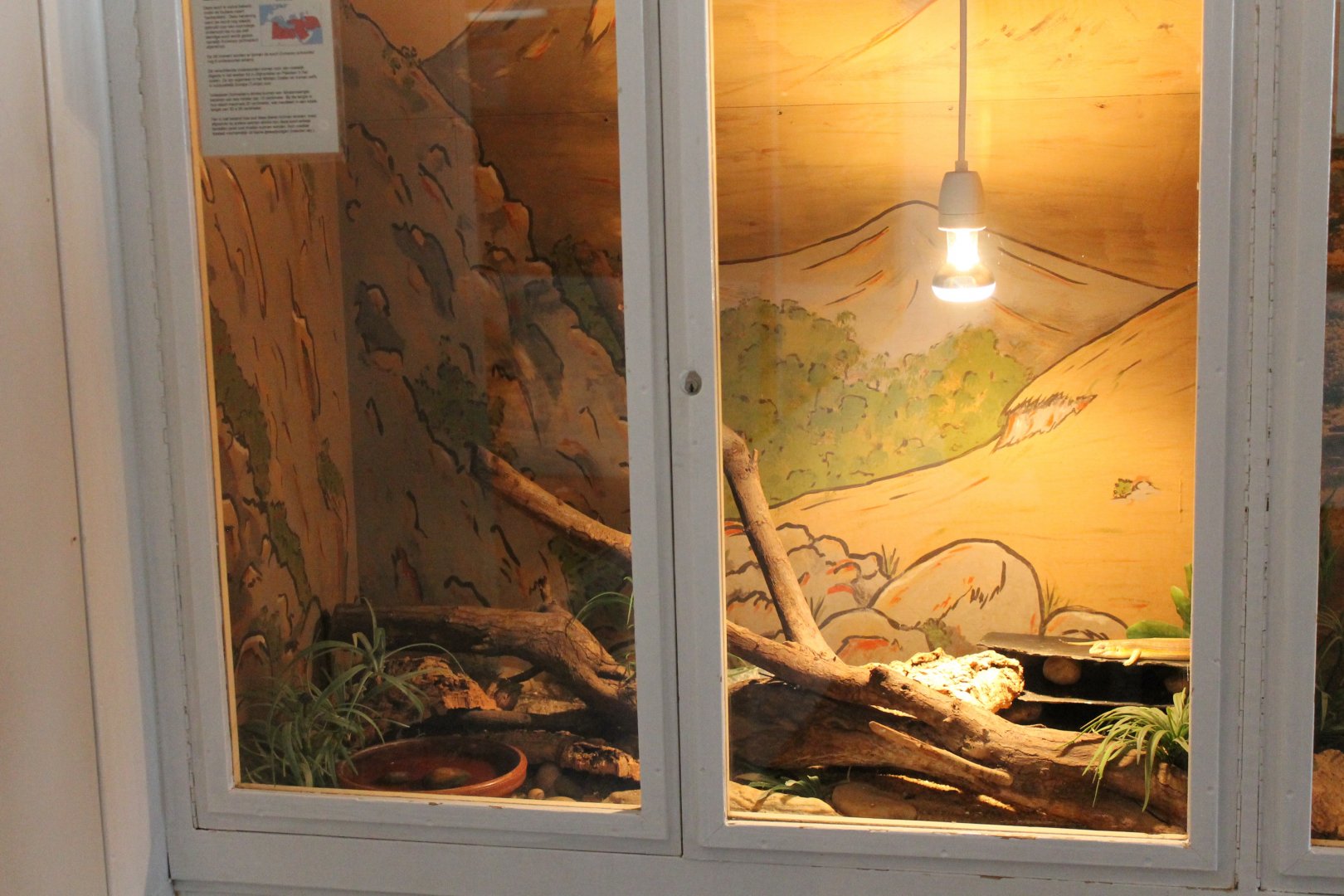 Enclosure Schneider's skink