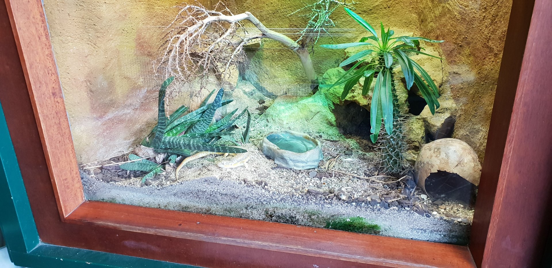 Enclosure Schneider's skink