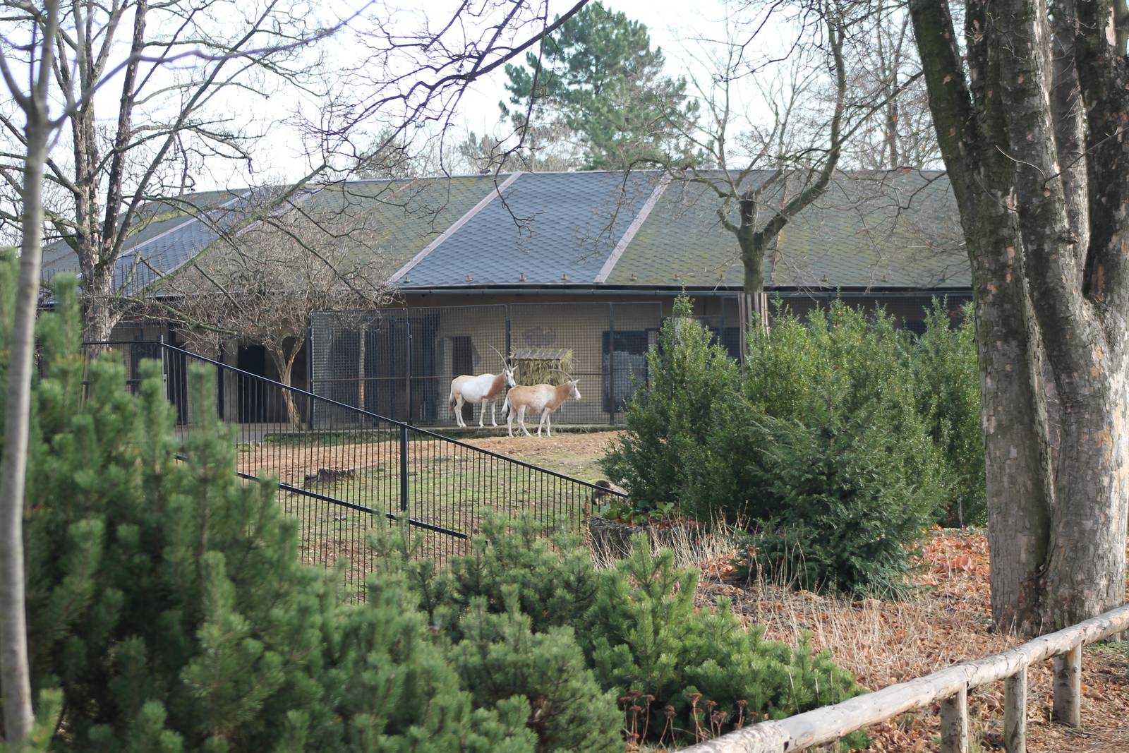 Enclosure Scimitar-horned antilope