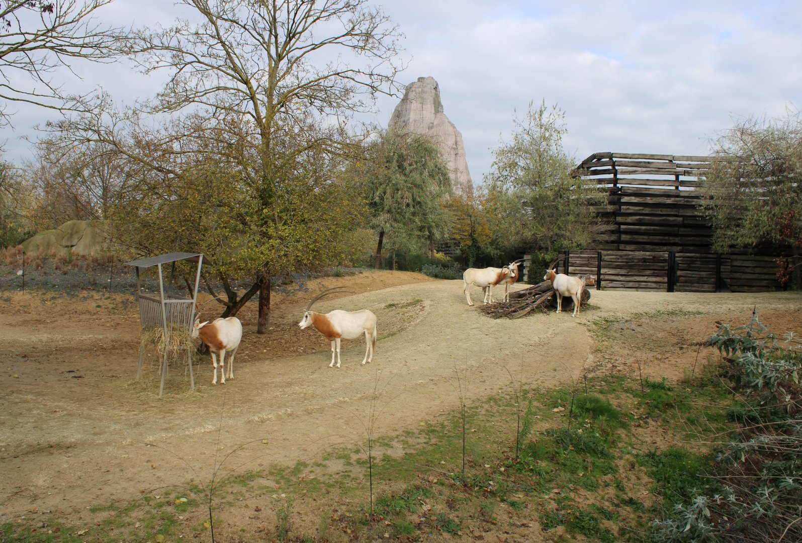 Enclosure Scimitar-horned oryx