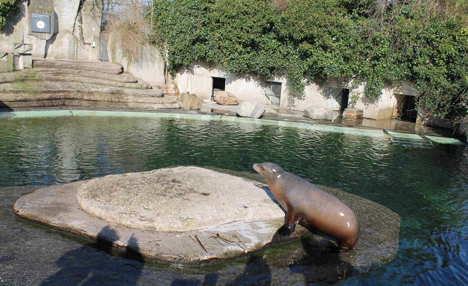 Enclosure Sealions - African penguins