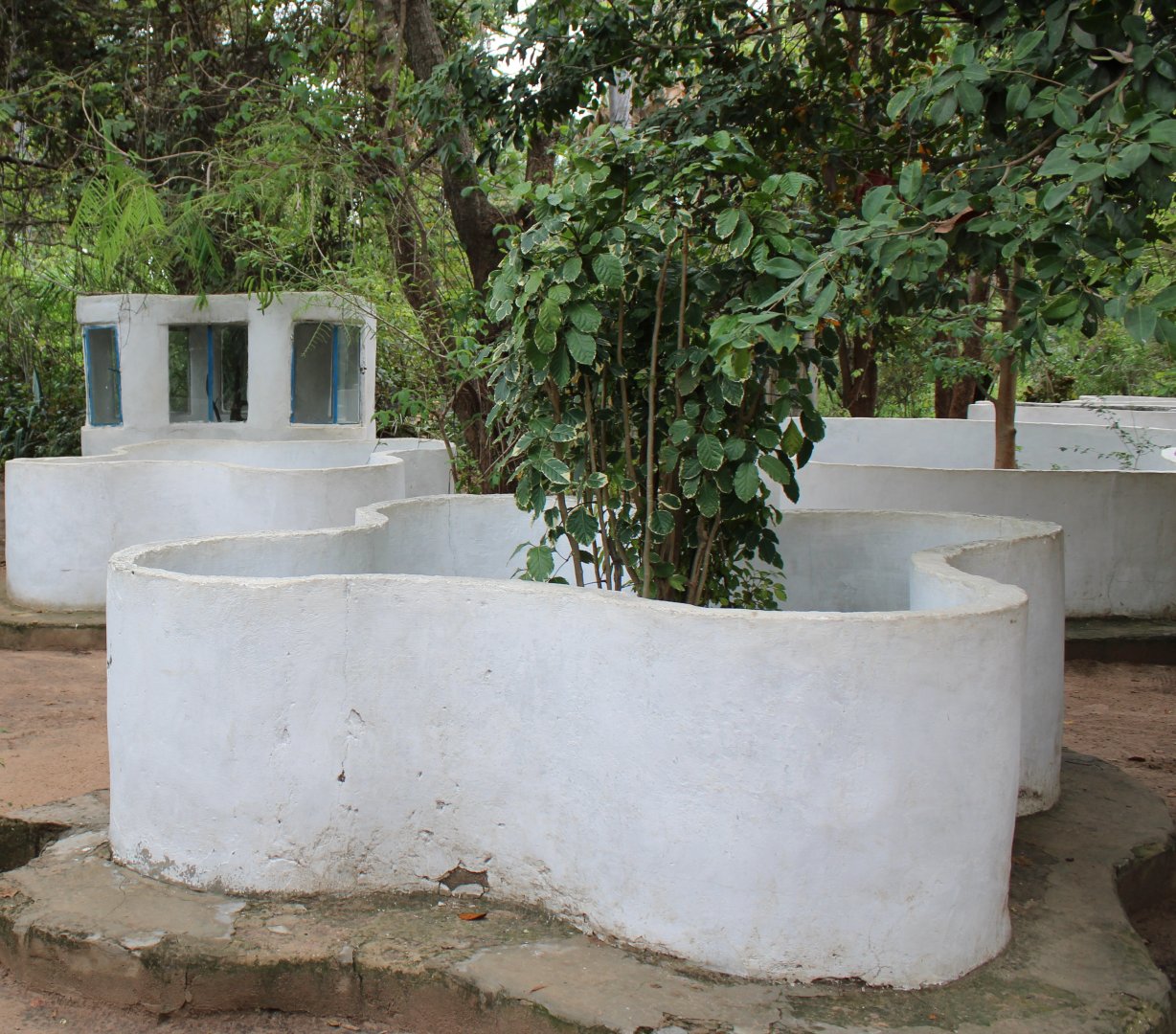 Enclosure Senegal chameleon
