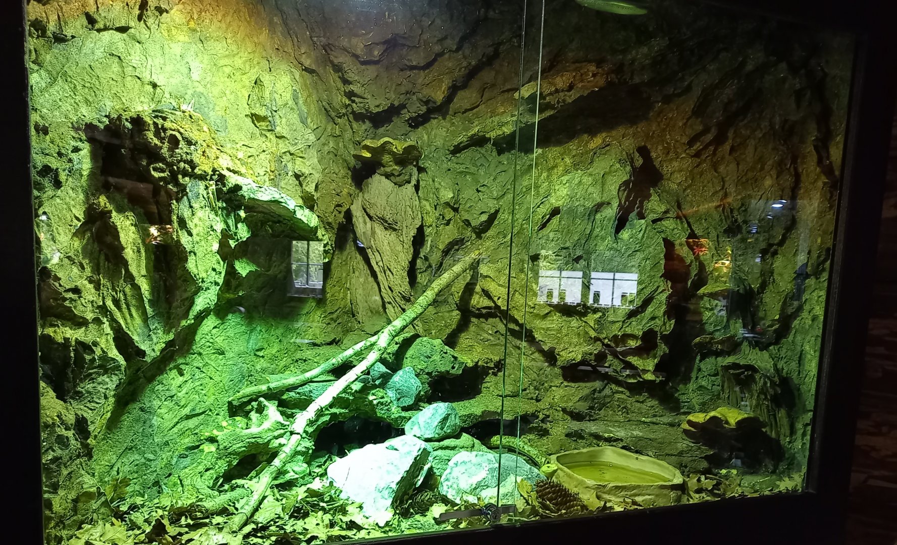 Enclosure Sheltopusik