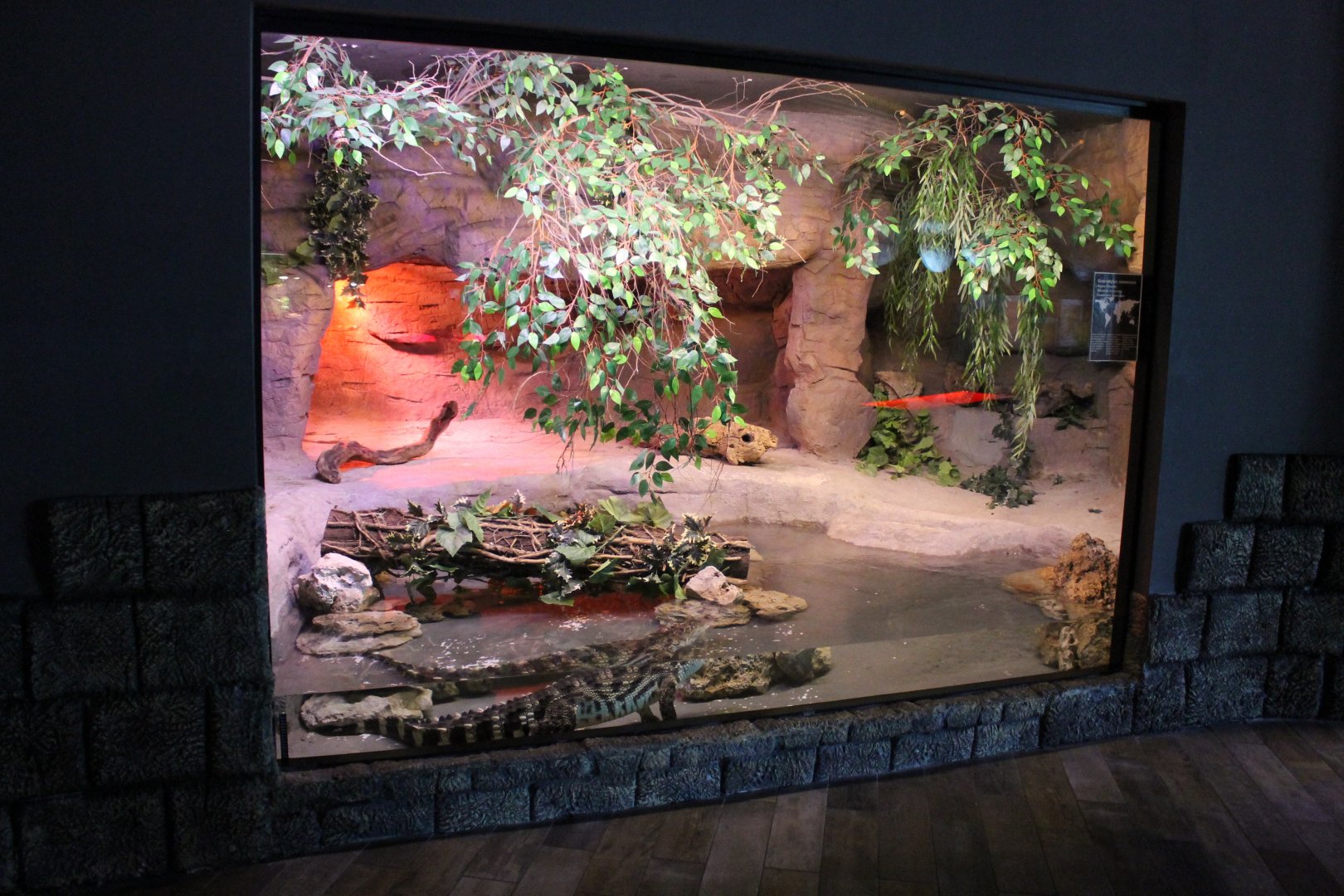 Enclosure Siamese crocodile