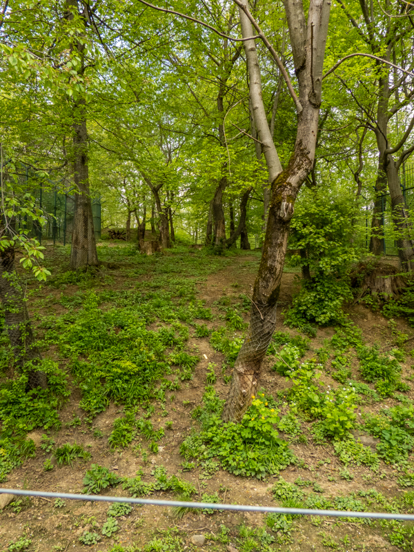 enclosure siberian tiger