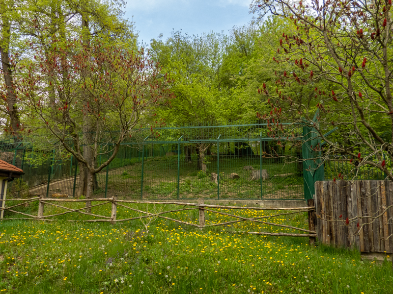 enclosure siberian tiger