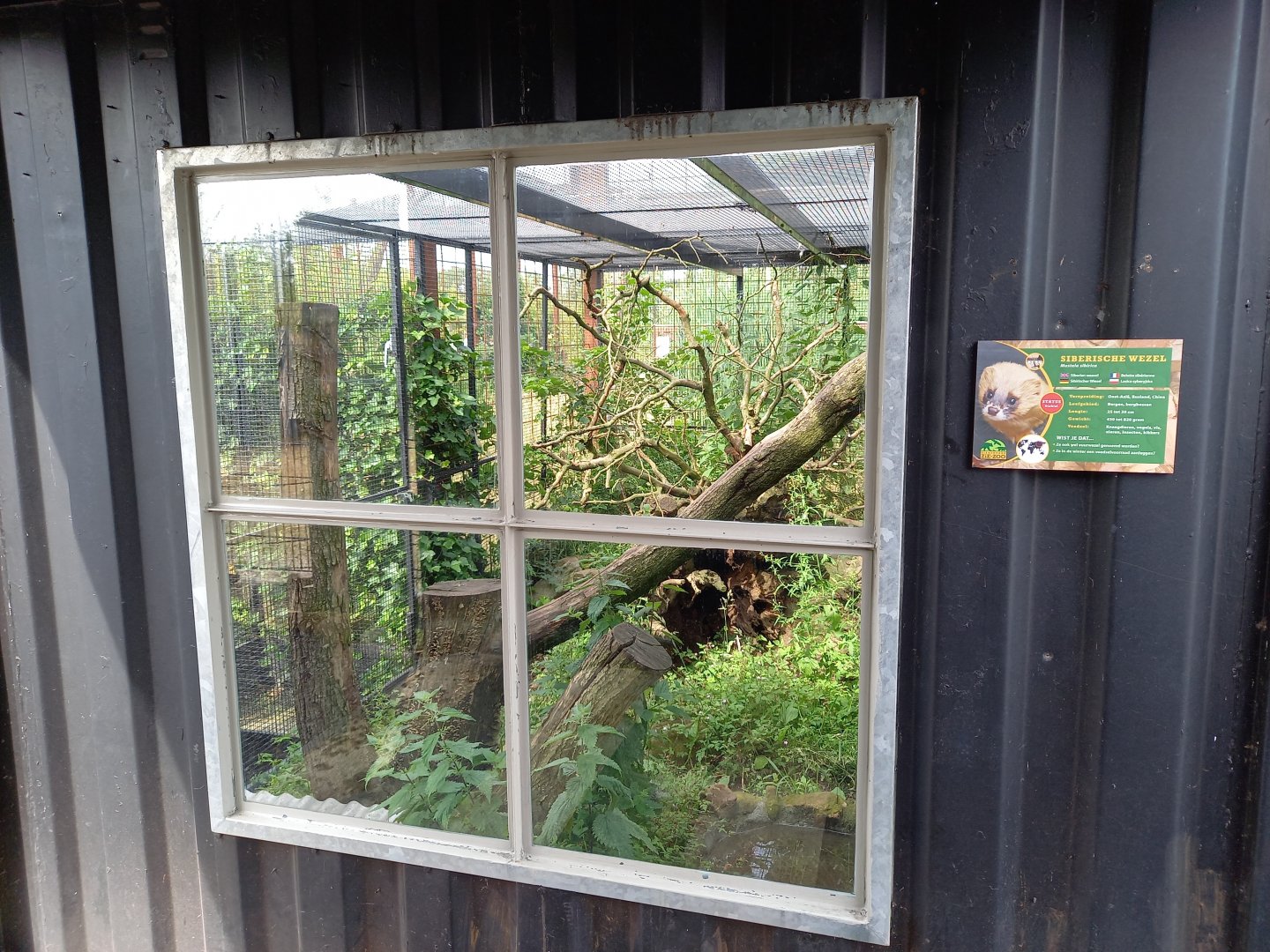 Enclosure Siberian weasel