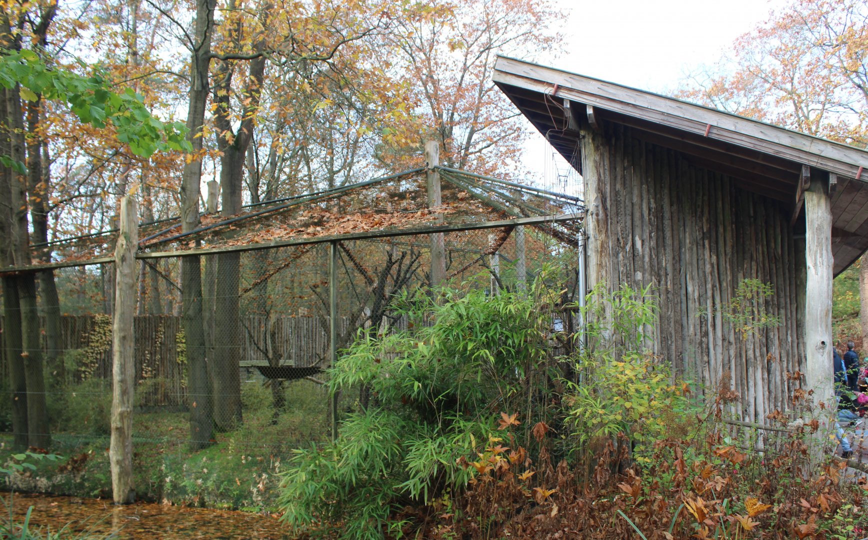 Enclosure Sifaka and Bamboo lemur