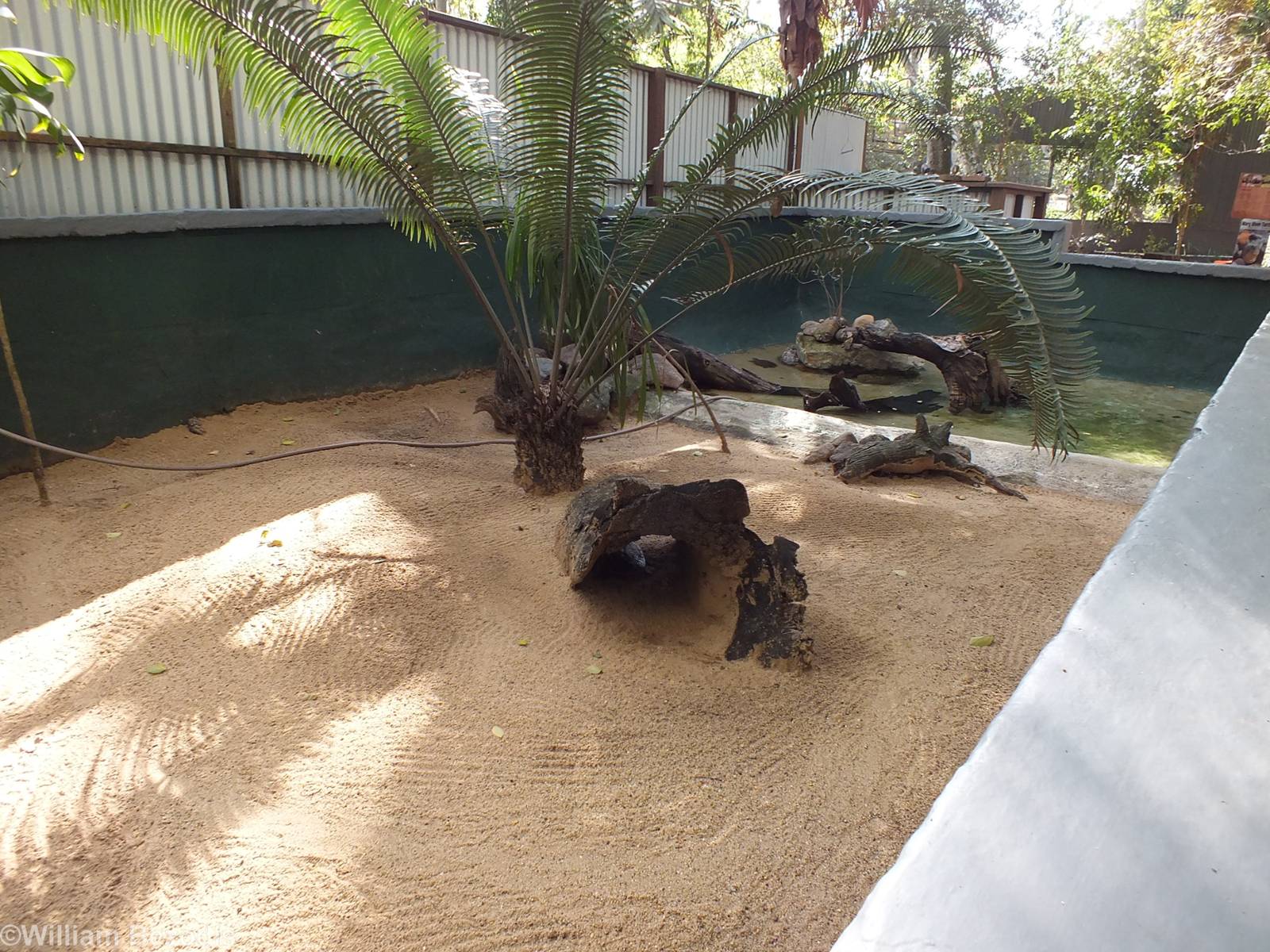 Enclosure Signed for Mary River Turtles but Holding Something Else