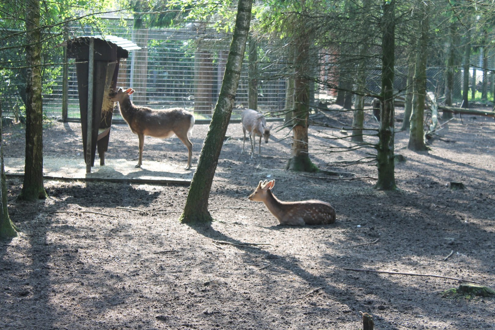 Enclosure Sika deer