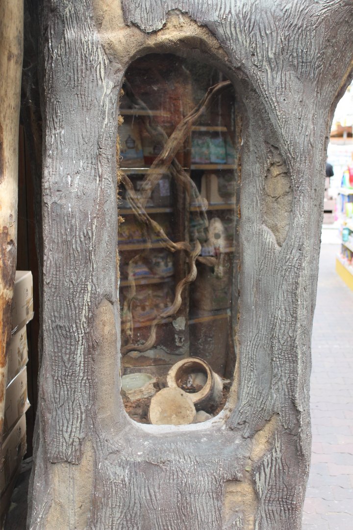 Enclosure Sinai spiny mouse