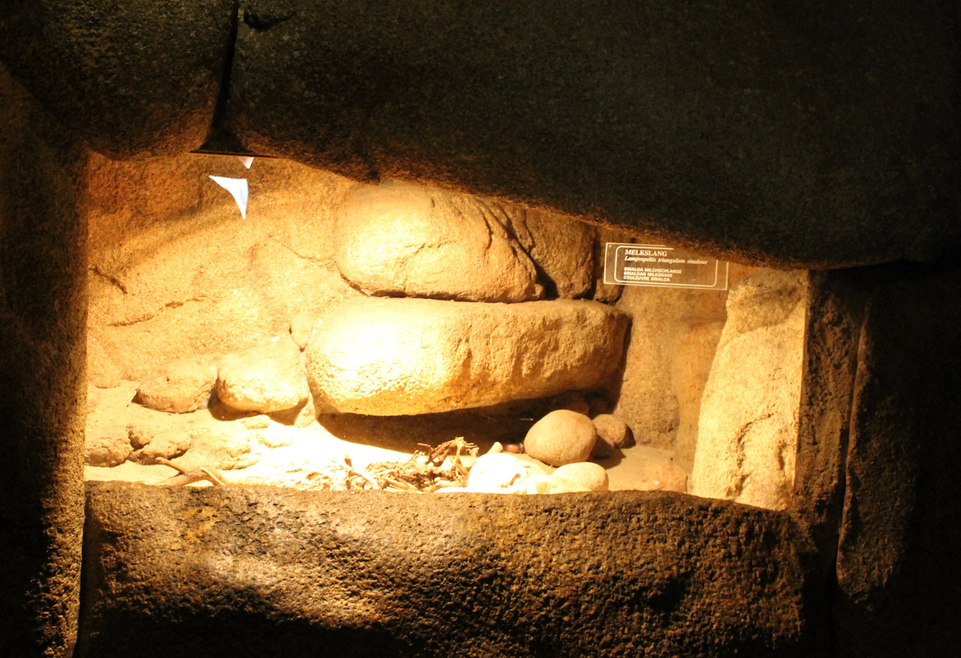 Enclosure Sinaloan Milksnake