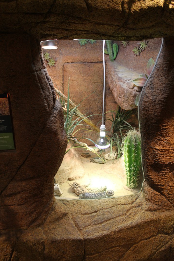 Enclosure Singleback skink