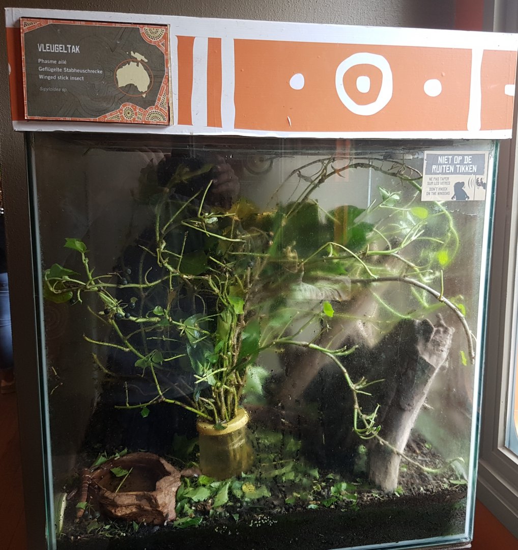 Enclosure Sipyloidea species