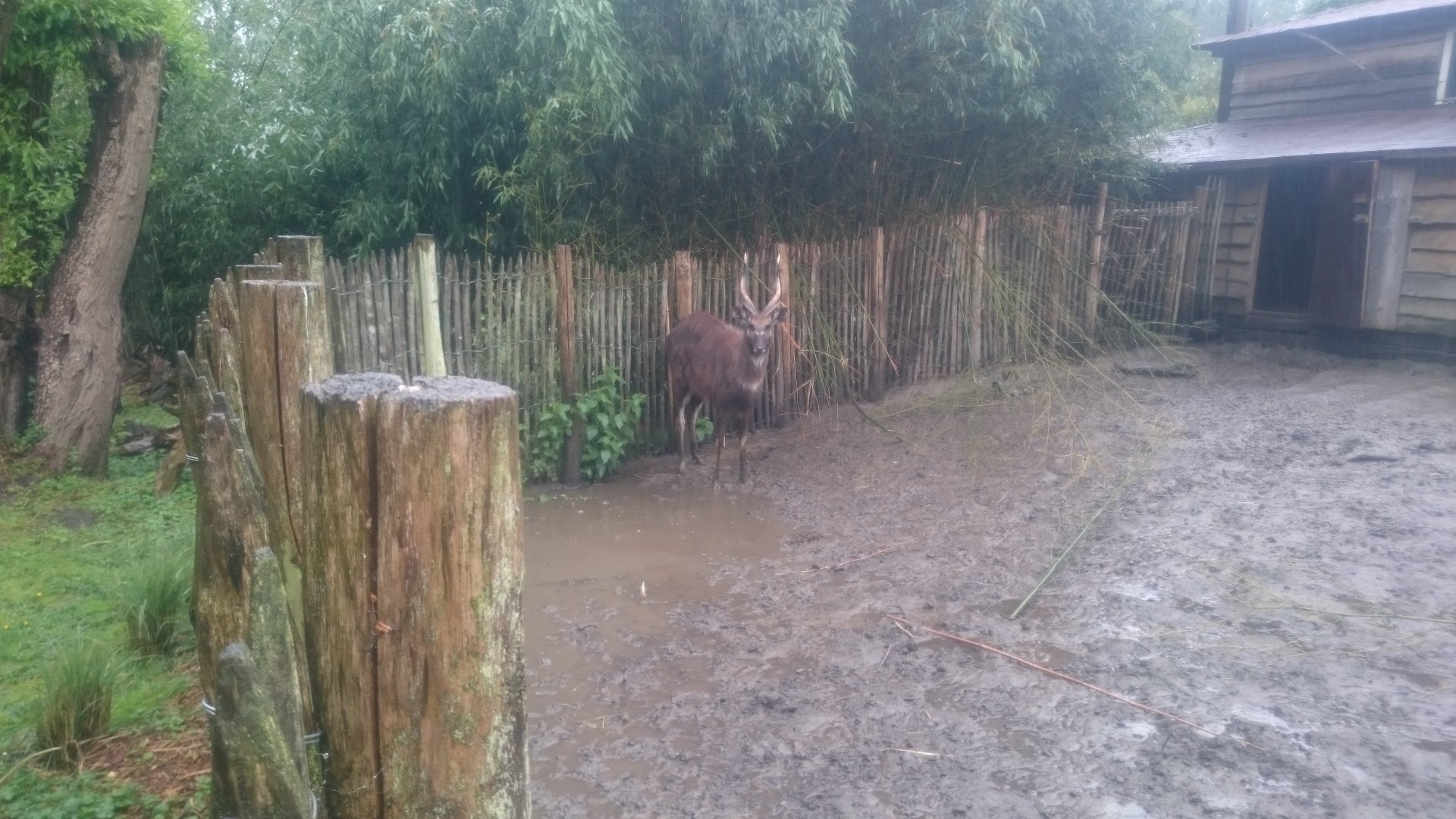 Enclosure Sitatunga