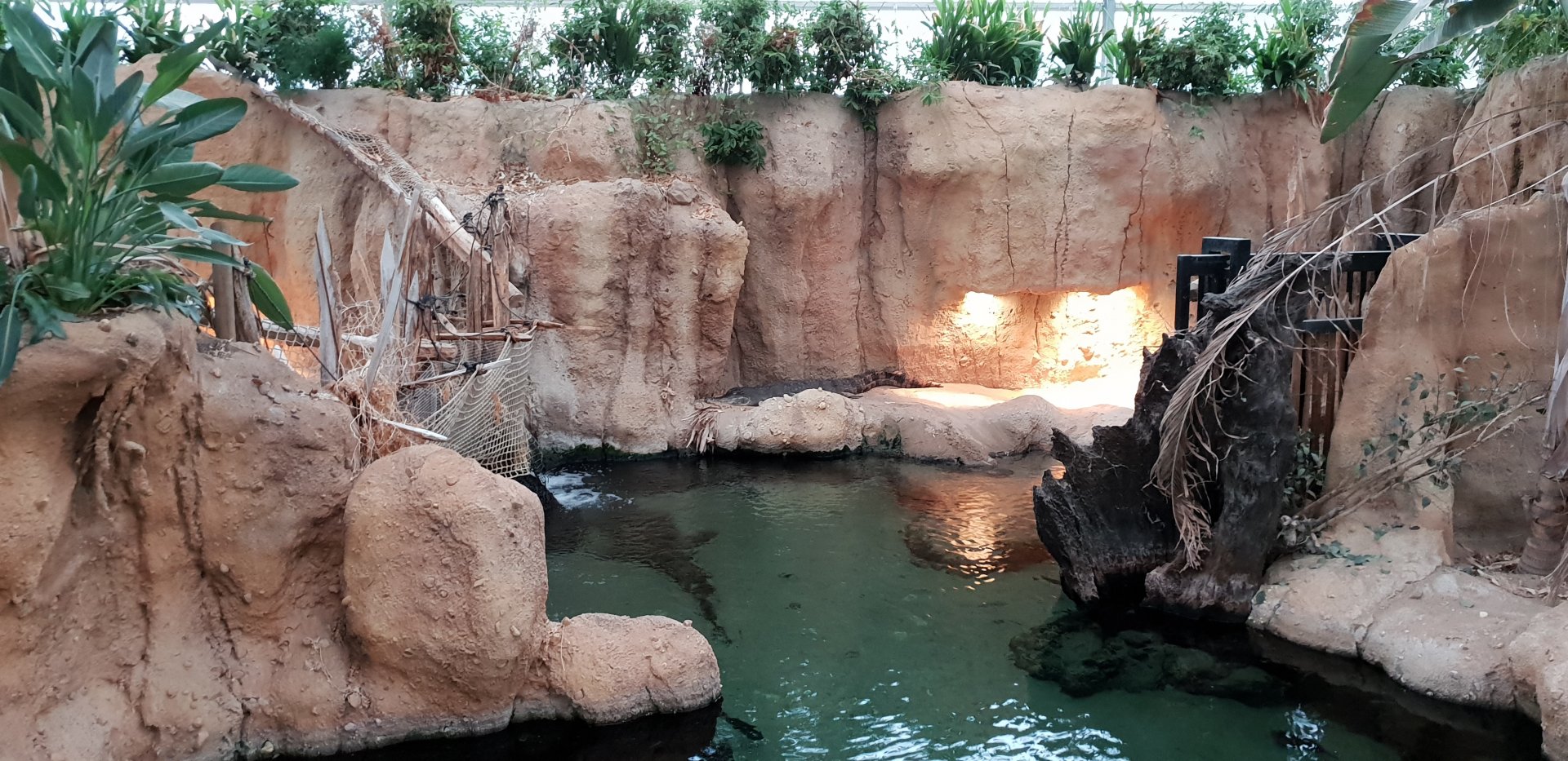 Enclosure Slender-snouted crocodile