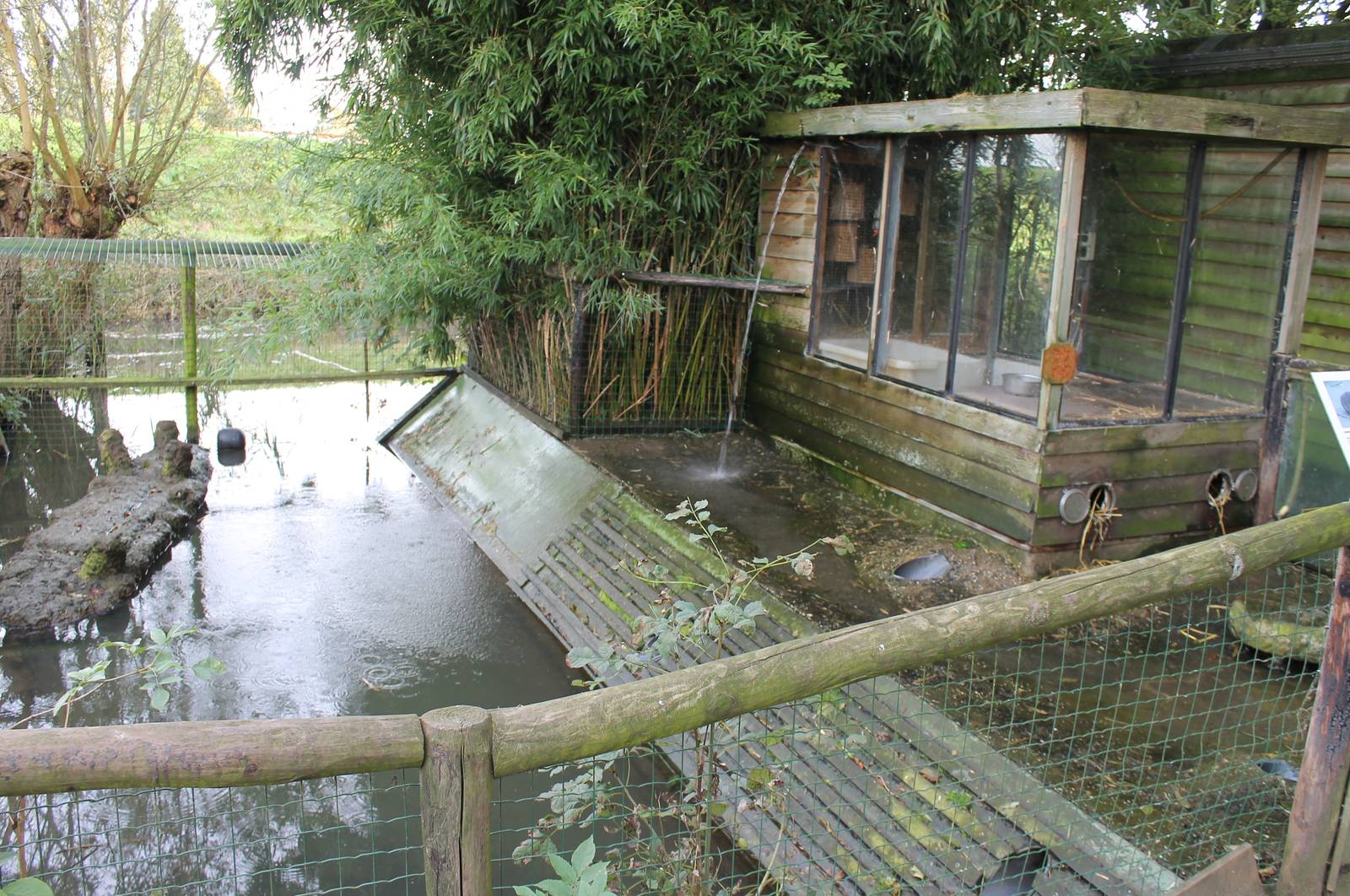 Enclosure Small-clawed otter