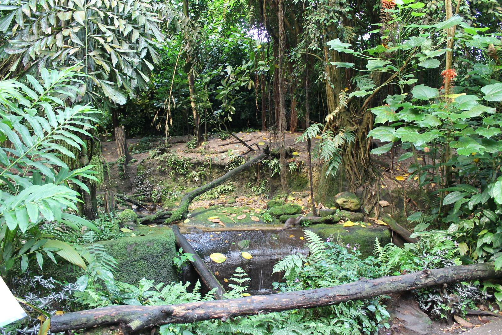 Enclosure Small clawed otter