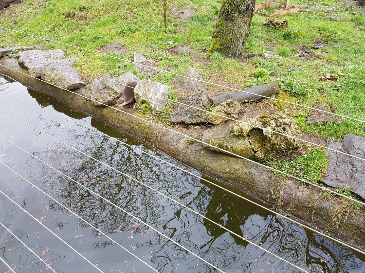 Enclosure Small-clawed otter