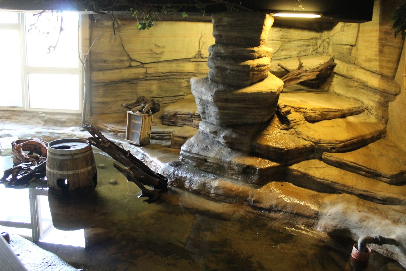 Enclosure Small-clawed otter