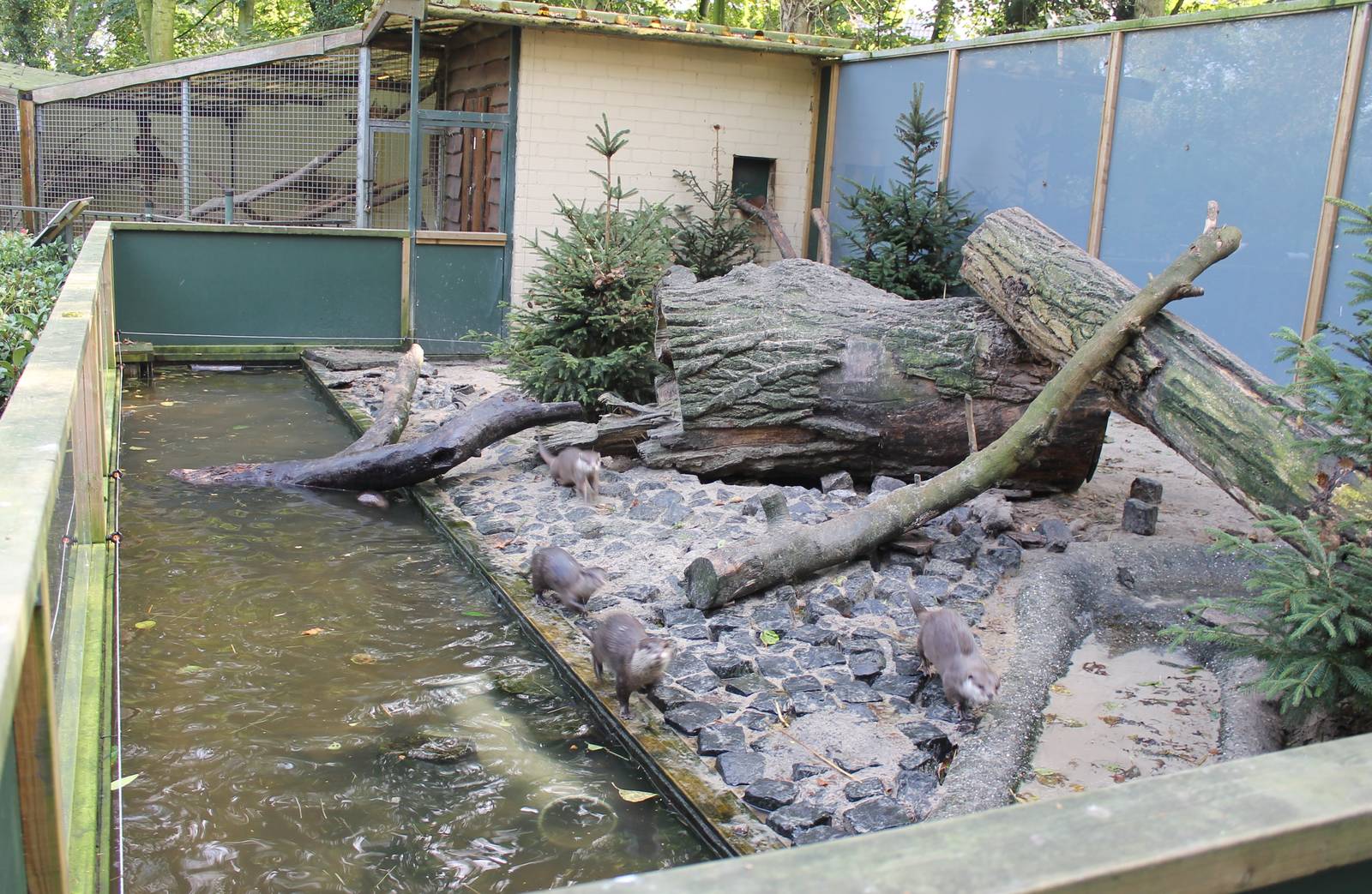 Enclosure Small-clawed otters