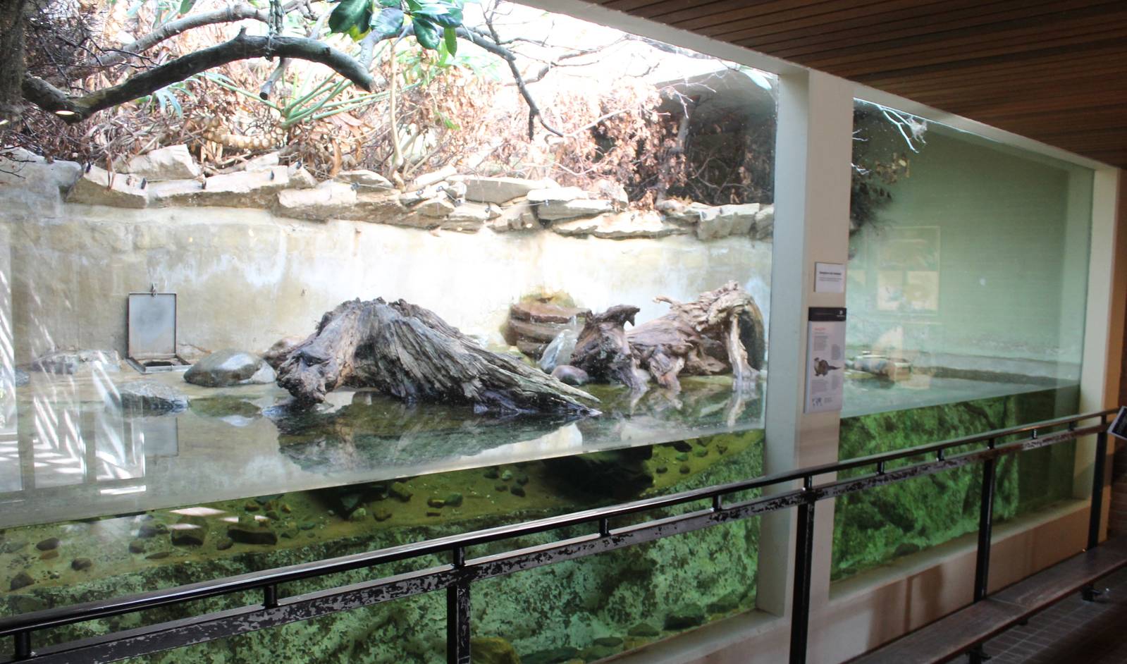 Enclosure Small-clawed otters