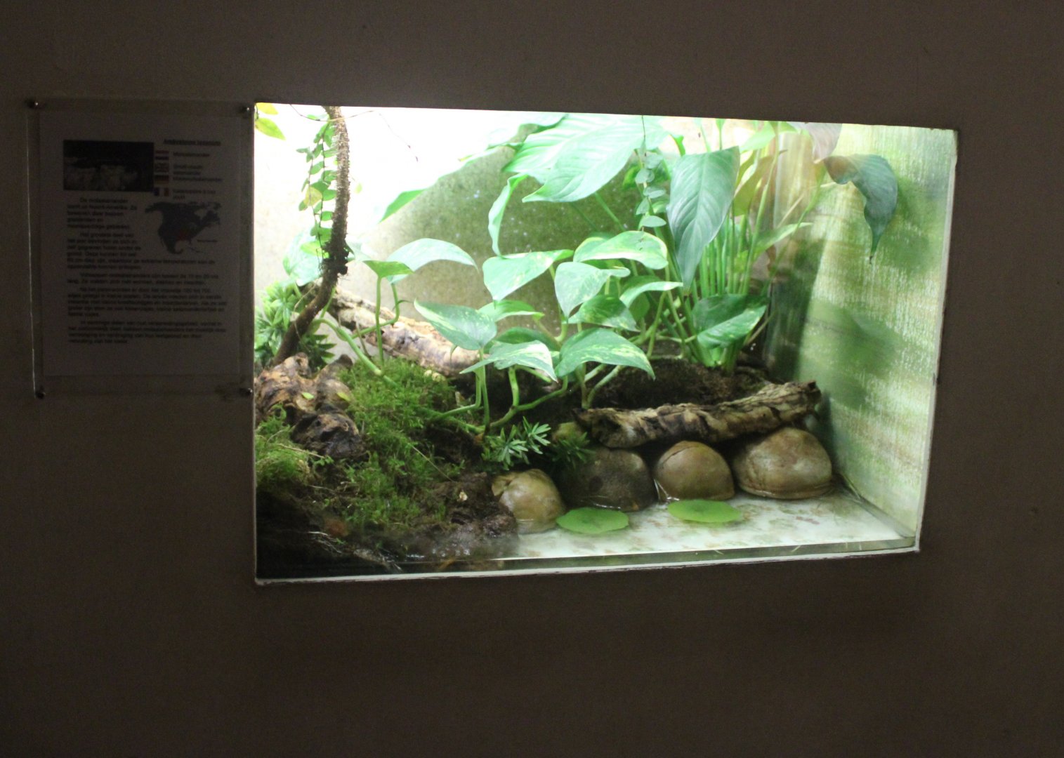 Enclosure Small-mouthed salamander