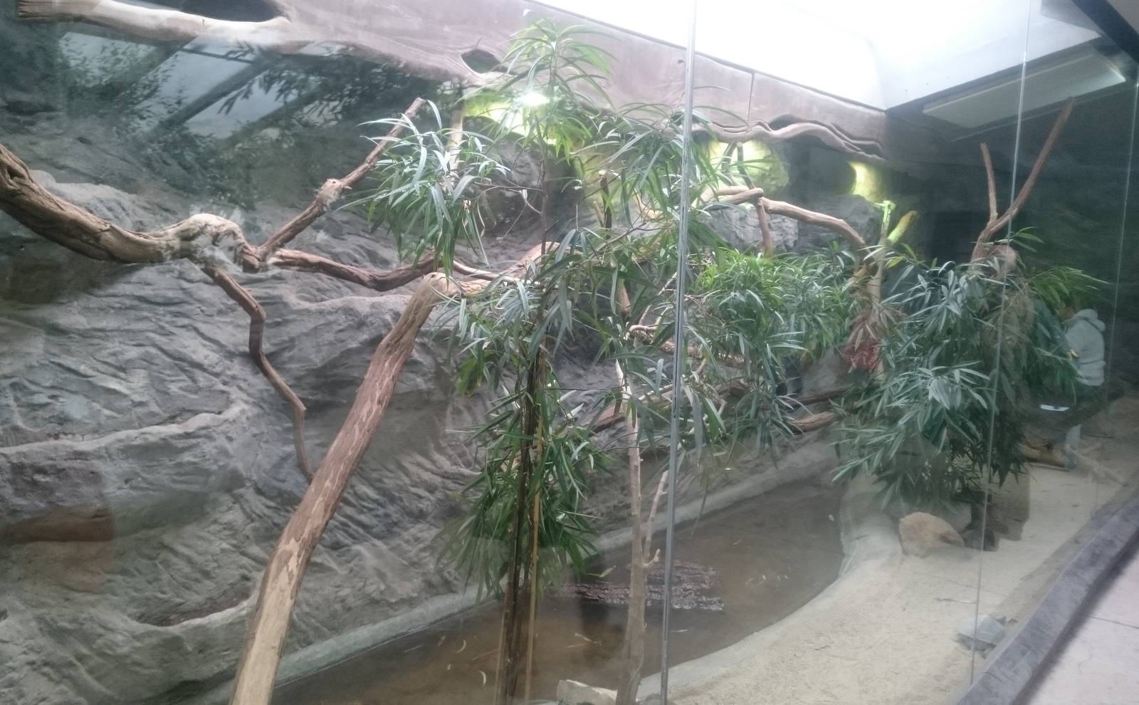 Enclosure smaller Komodo dragons