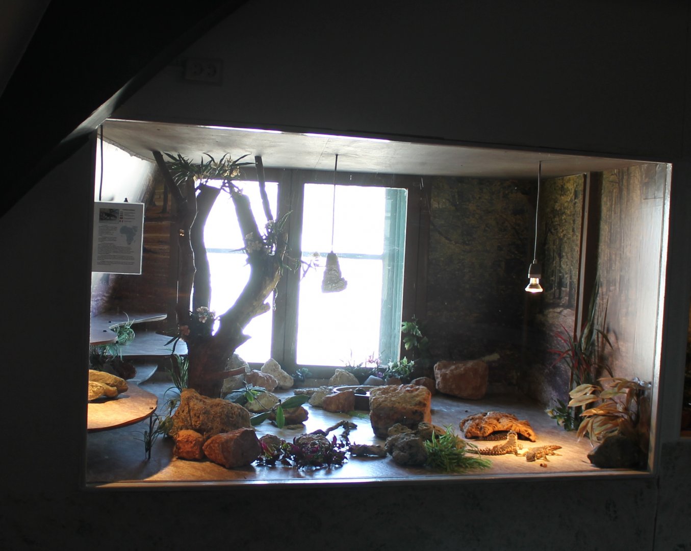 Enclosure Smaug giganteus