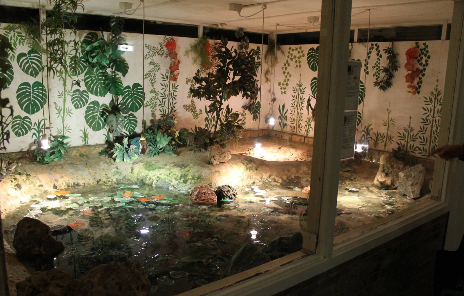 Enclosure Snapping and Alligator snapping turtle