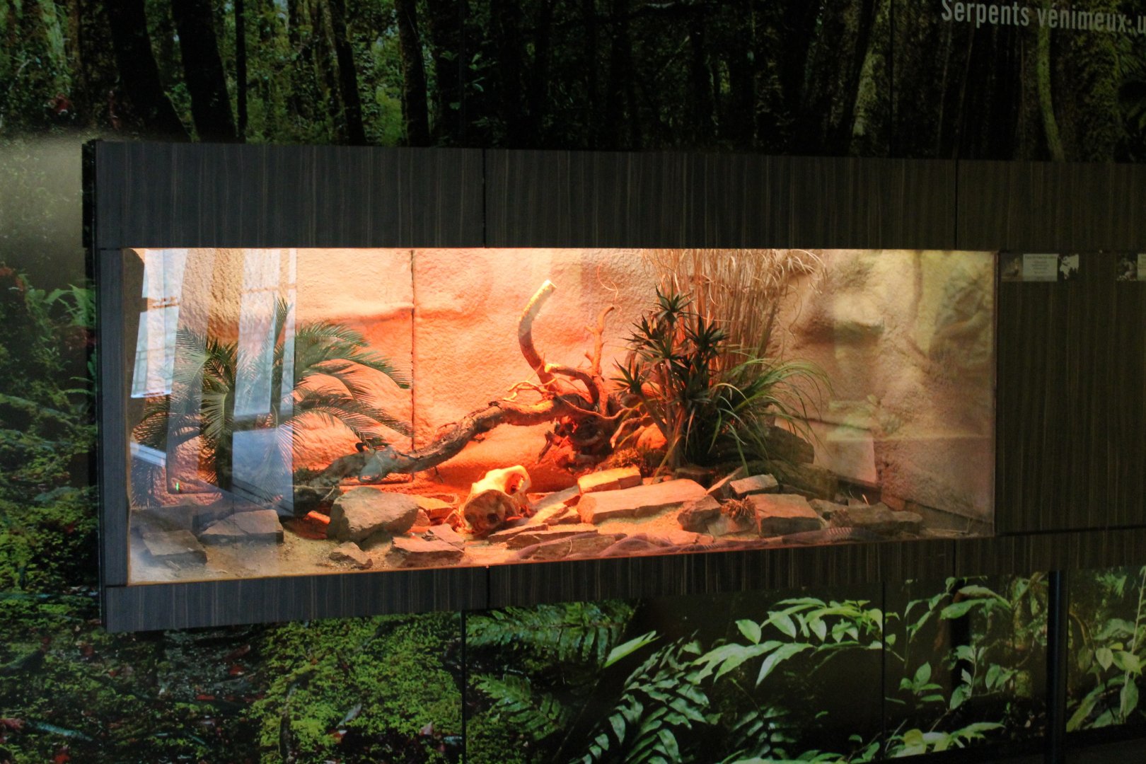 Enclosure Snouted cobra