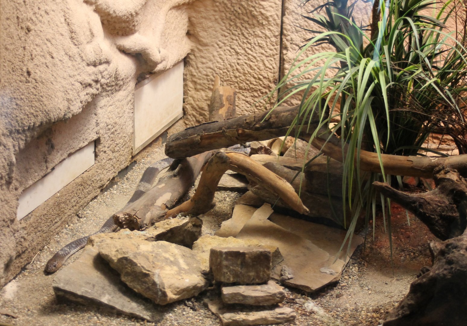 Enclosure Snouted cobra