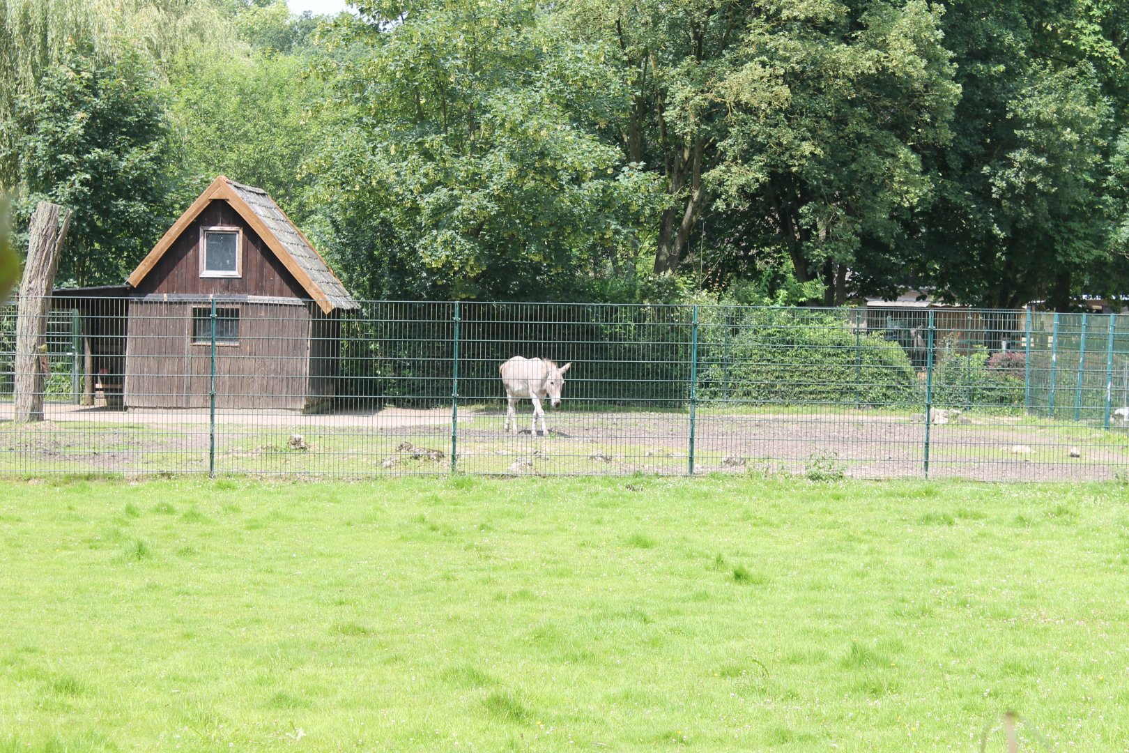 Enclosure Somali wild ass