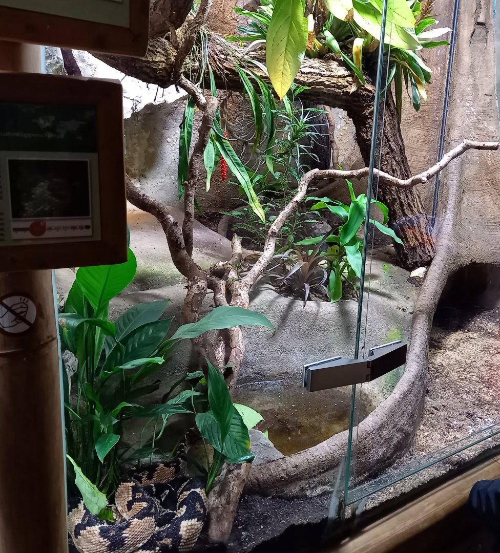 Enclosure South American bushmaster