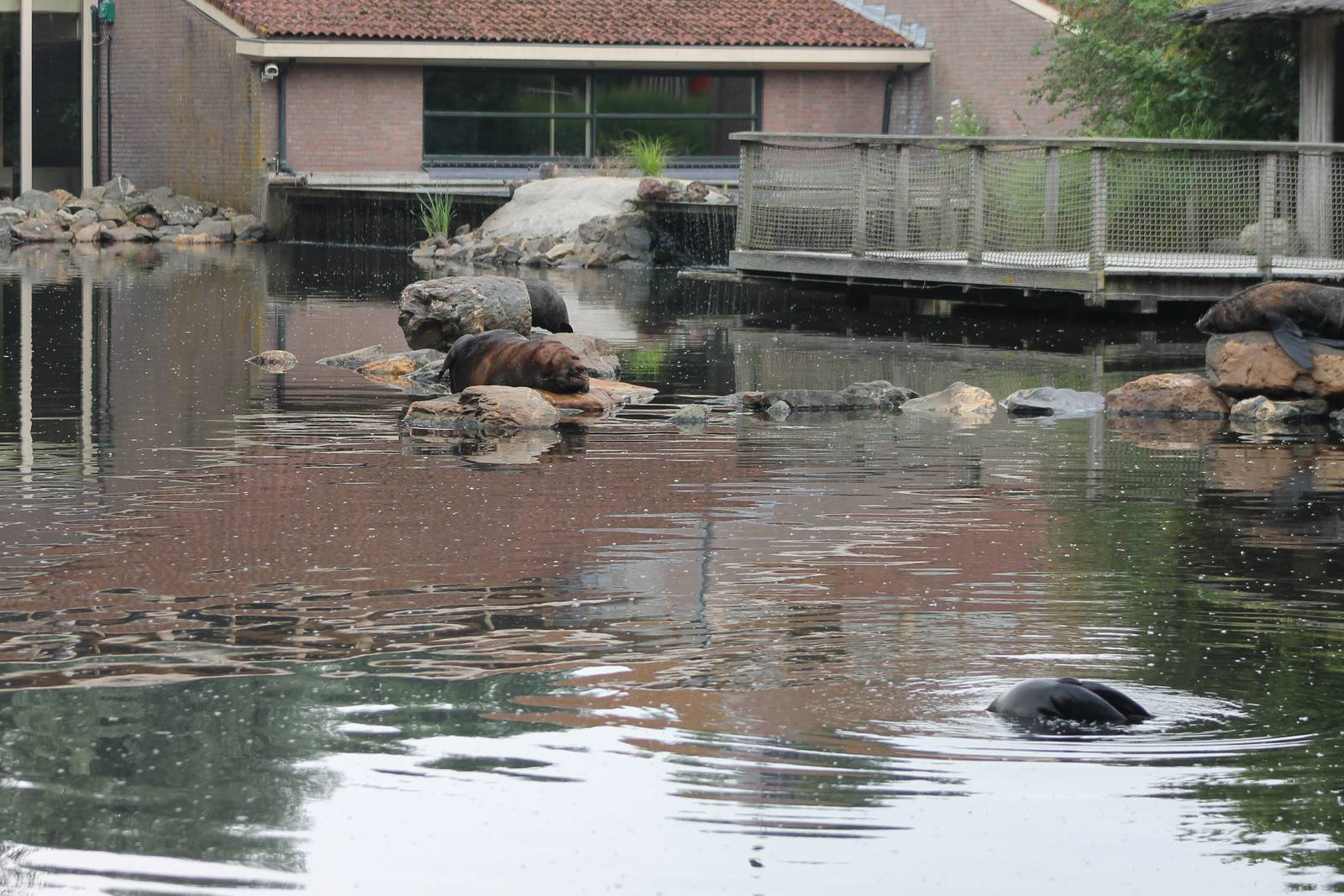 Enclosure South American fur seal