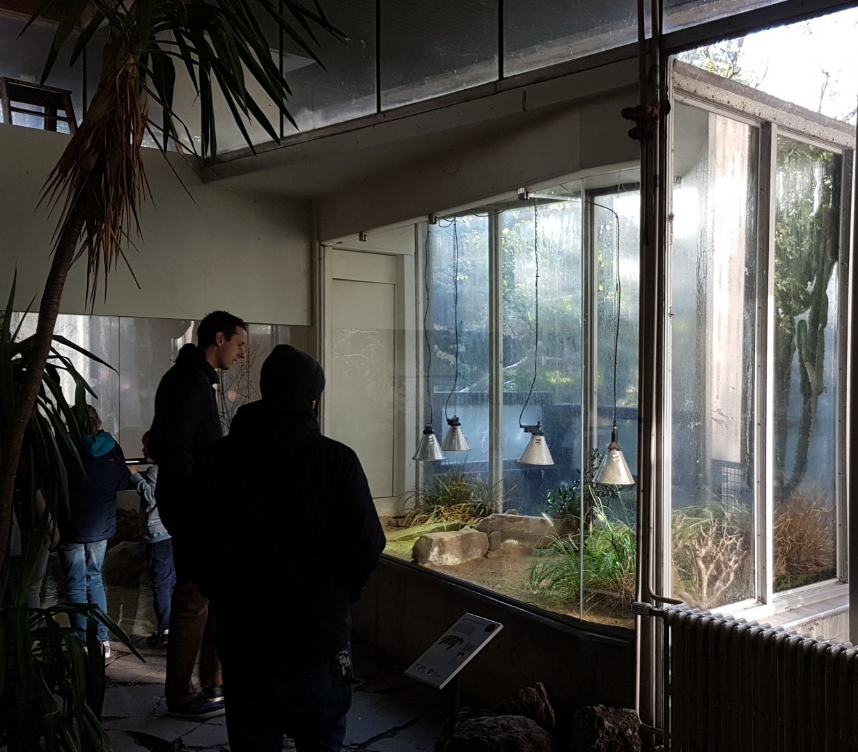 Enclosure Speckled Cape Tortoise