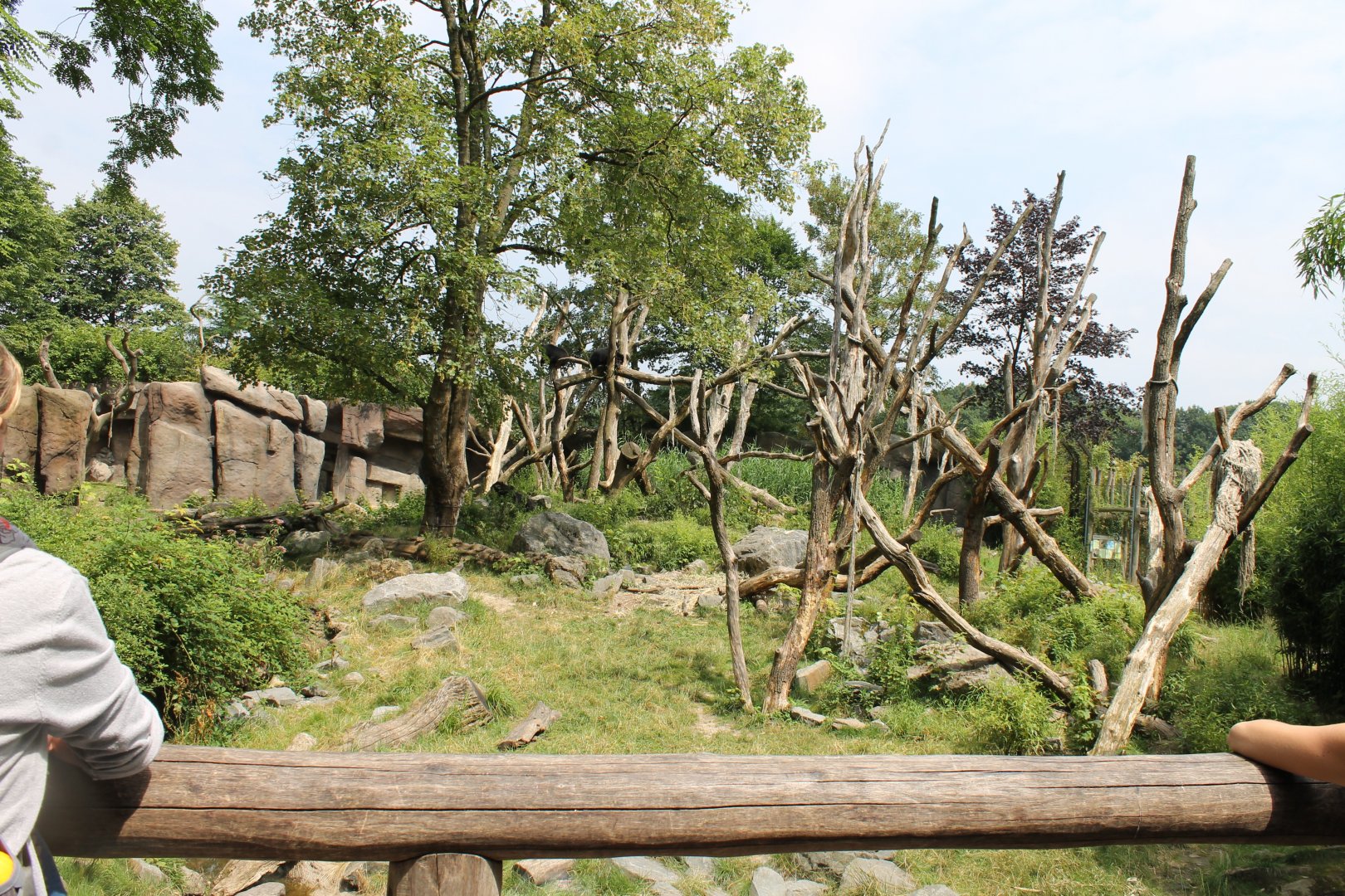 Enclosure Spectacled bear