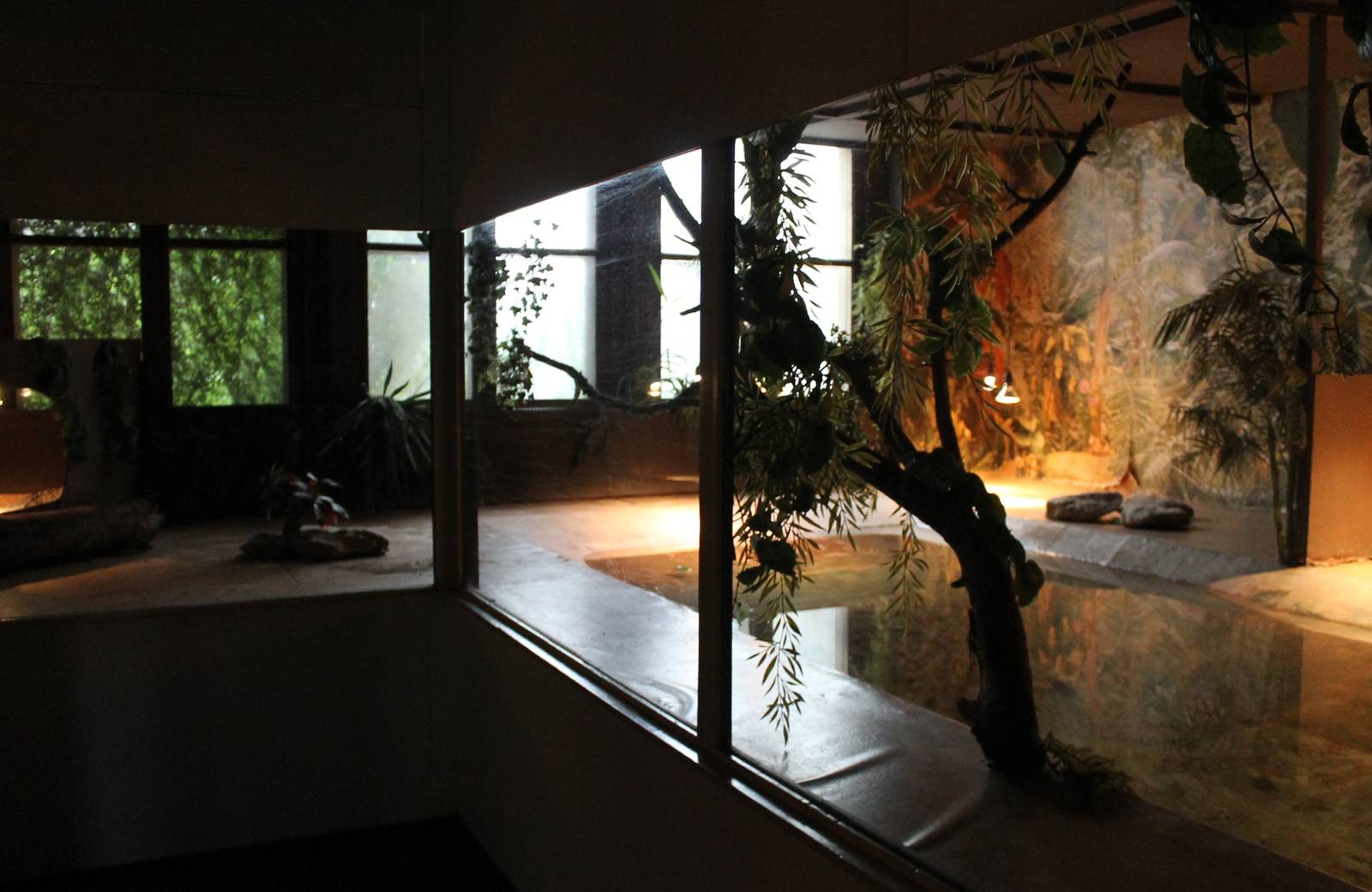 Enclosure Spectacled caiman