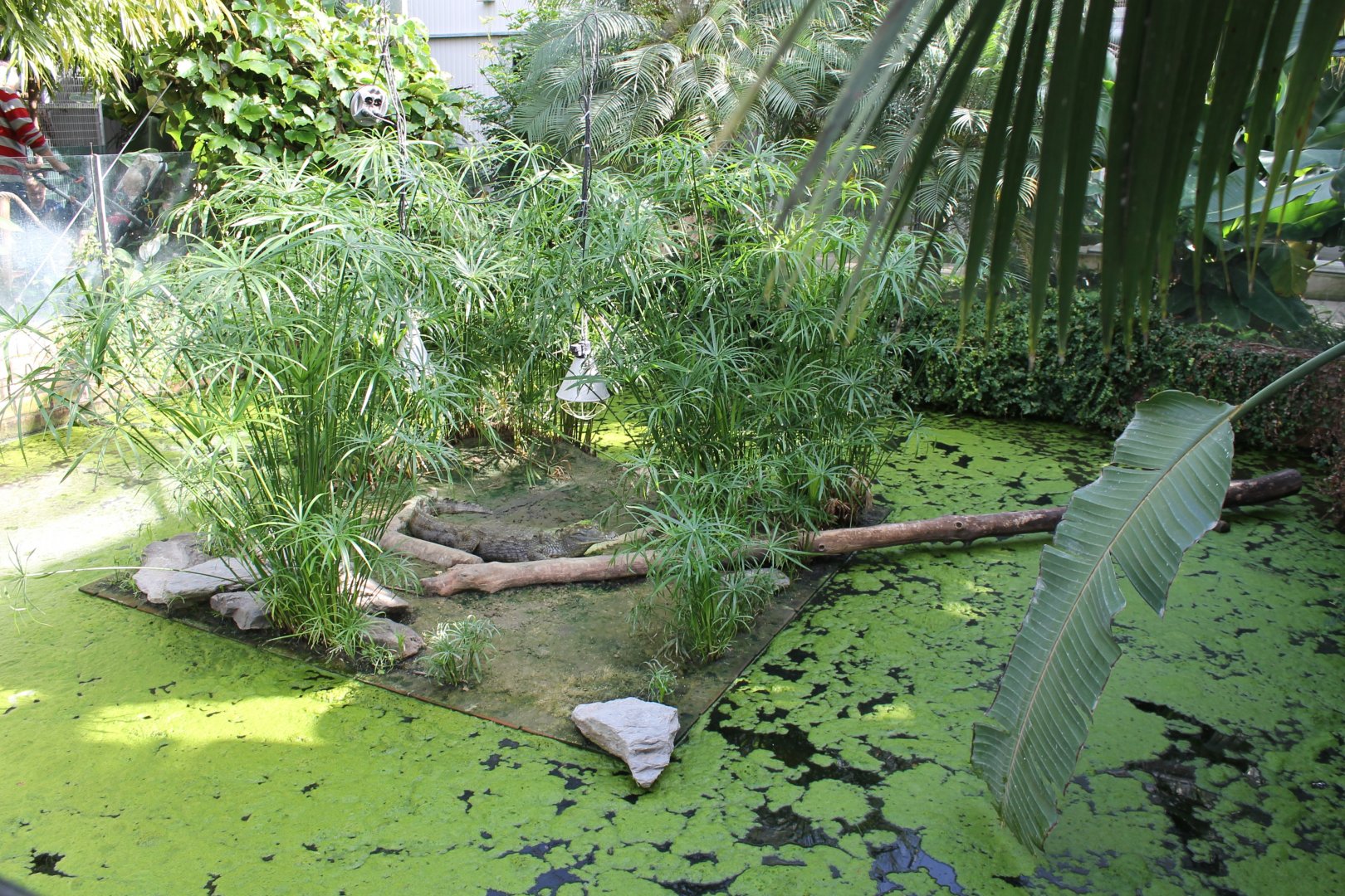 Enclosure Spectacled caiman
