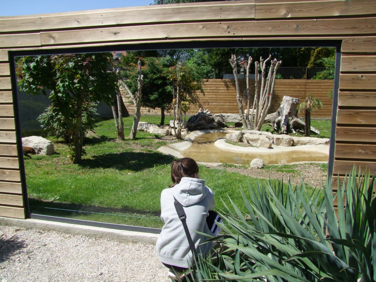 Enclosure Speothos venaticus