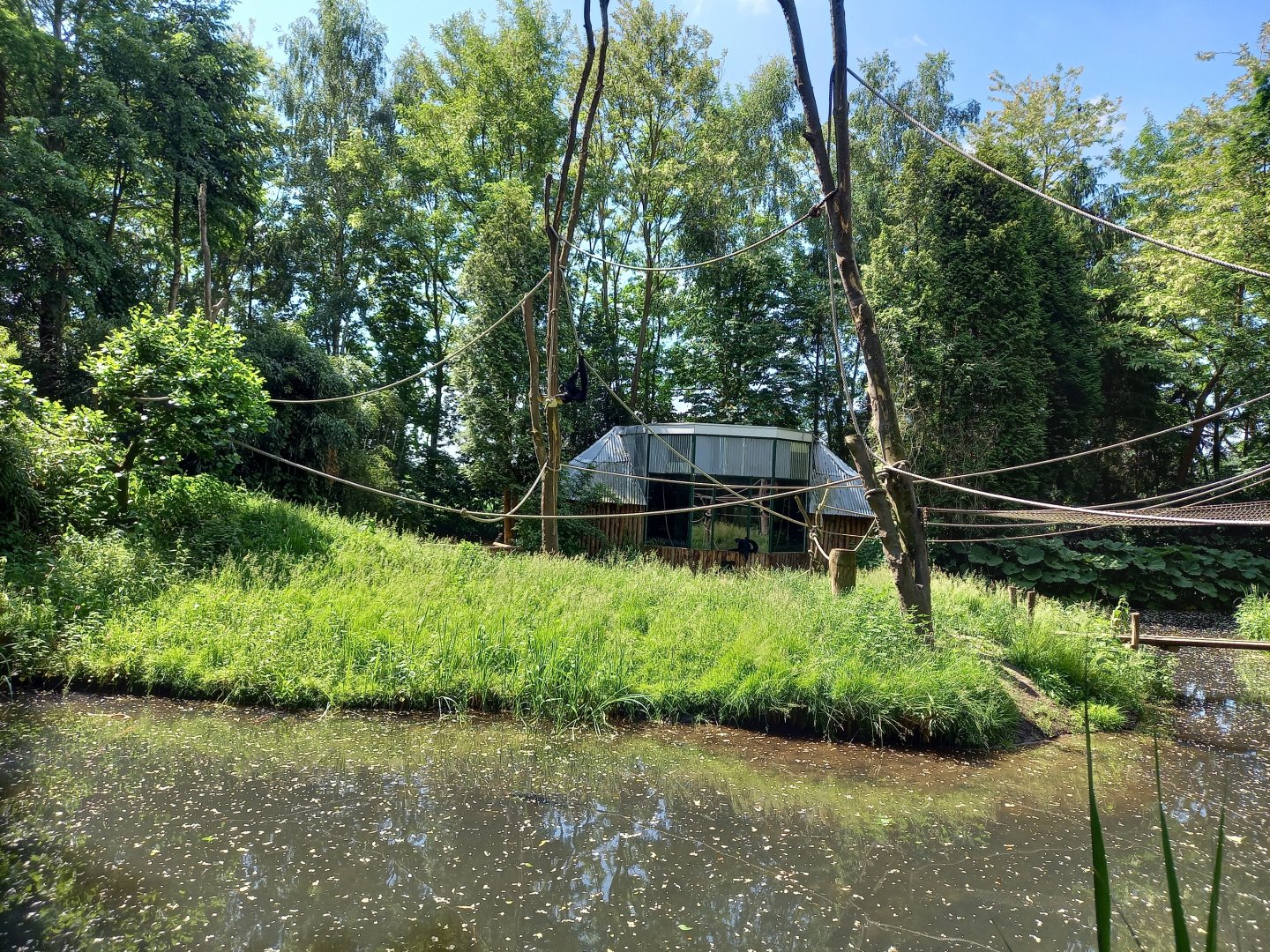 Enclosure Spider monkey - Squirrel monkey